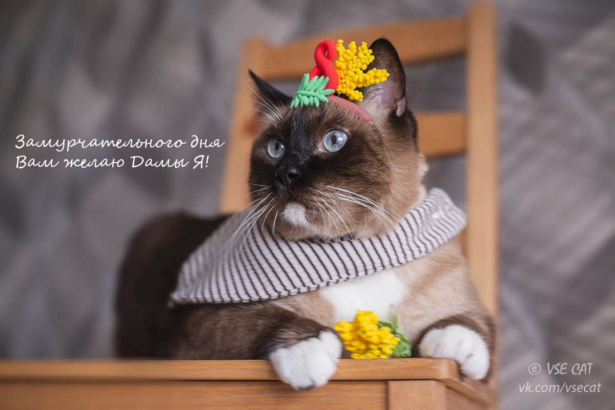 https://vk.com/vsecat