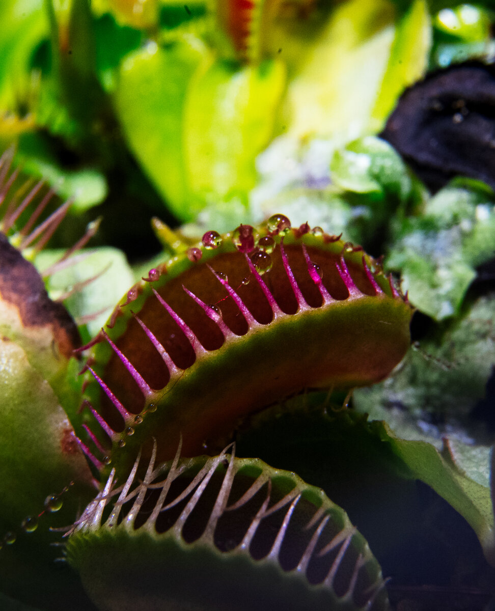 "Жажда", Александр Колонский 2023 год