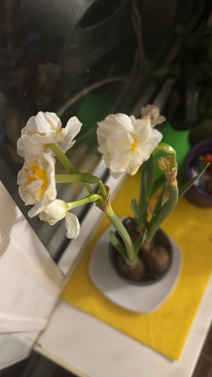 Мини нарциссы