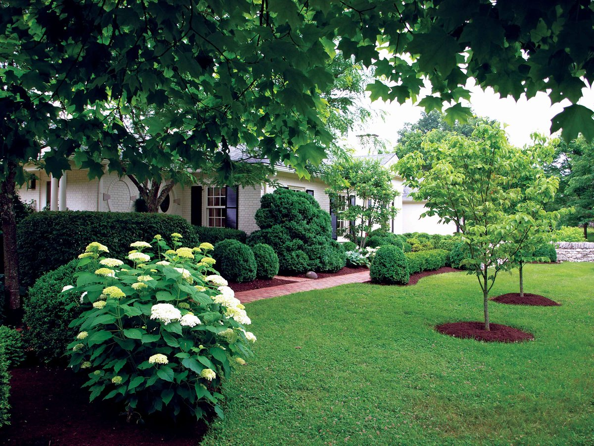 Крона платана. Яблоня альма. Сад с деревьями и кустами. Штамбовая вишня. Деревья на участке.