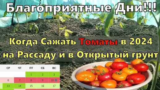 Когда можно садить помидоры. Когда можно садить помидоры
