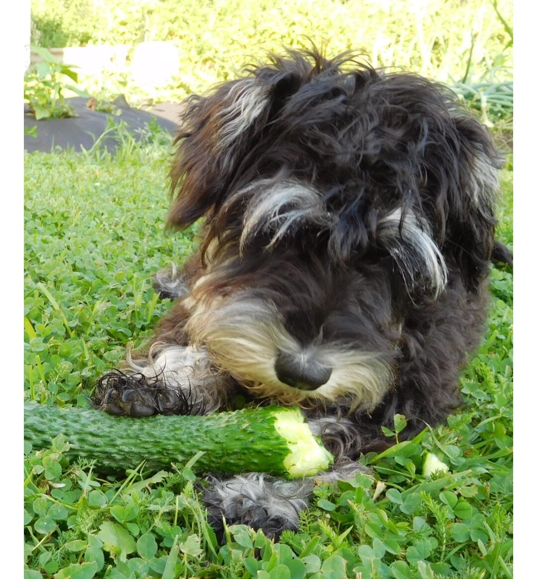 Джесс с огурцом. На фото ей 4 месяца