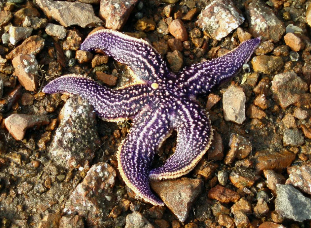 Морские звезды геншин где. Asterias amurensis морская звезда. Амурская морская звезда (Asterias amurensis). Астерия Амурская морская звезда. Дальневосточный морской заповедник морские звезды.