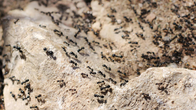    Что такое марабунта? Фото: irisphoto1, по лицензии Shutterstock.com