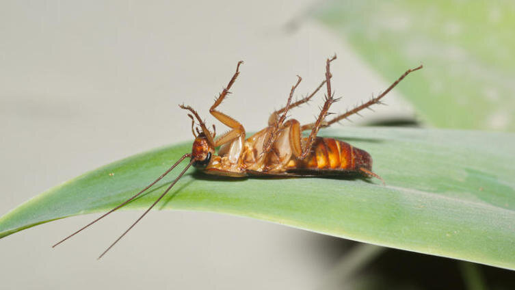    Куда исчезли тараканы? Фото: Roman Prokhorov, Shutterstock.com