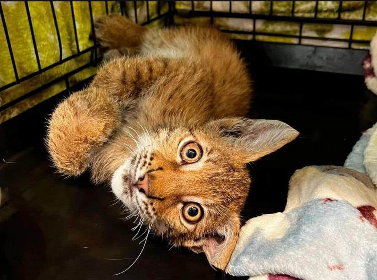 Рысенок Тимка 