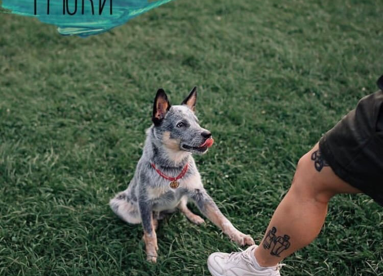 Трюки это глупость? Или серьезная работа с собакой?