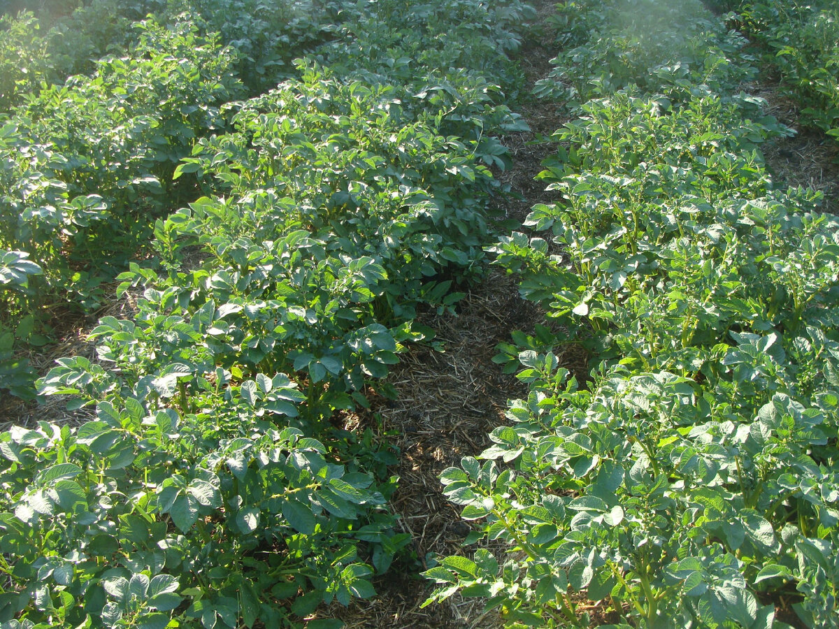 Огород с компостными дорожками

