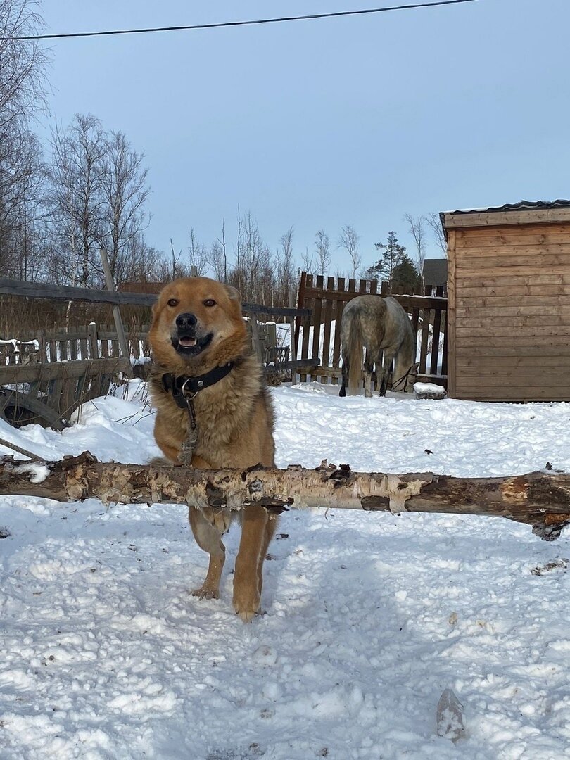 Пристраивается молодой, ласковый и очень дружелюбный пес. Санкт-Петербург |  Собаки и щенки ищут дом. Санкт-Петербург | Дзен