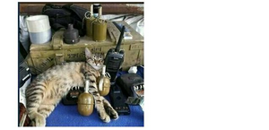 Добавьте описание