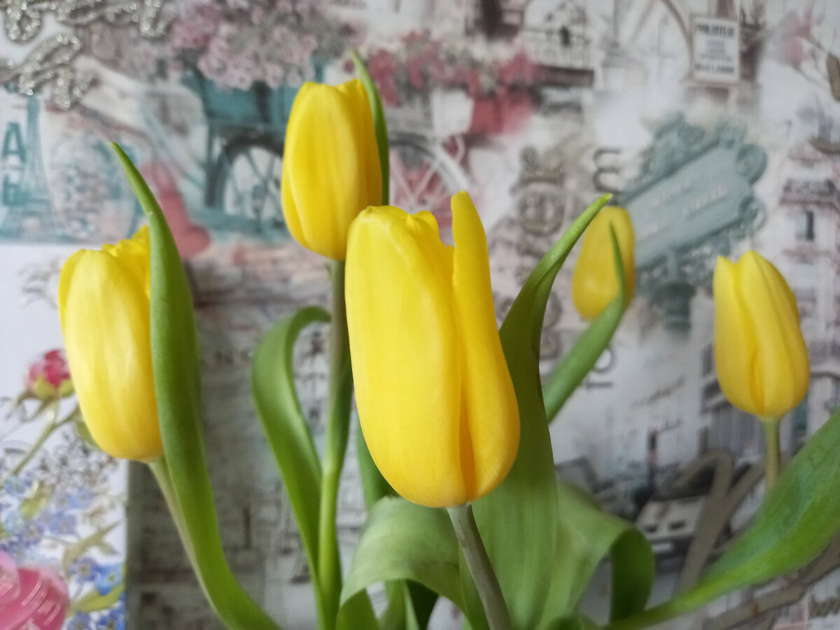 Жёлтые тюльпаны-солнечный цветок