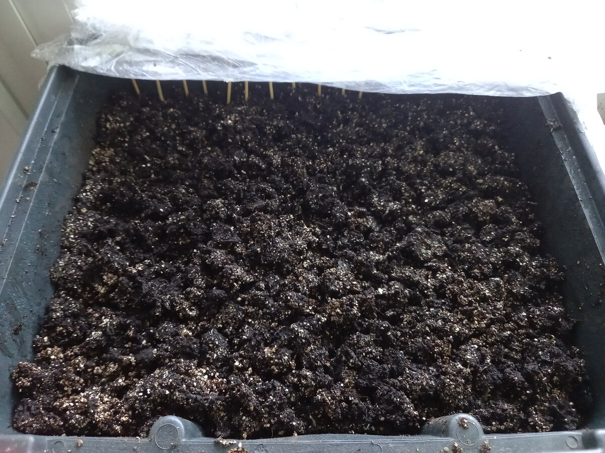 Это лоханка с карапузом(где зубочистки) и орлиным клювом. 