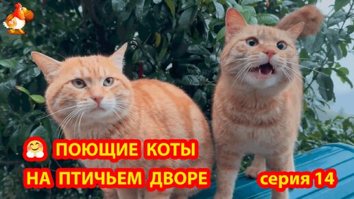 Крутые Коты у птичьего двора часть 14 🤗 Природа Абхазии и красивое подворье с птицами и животными 🥰