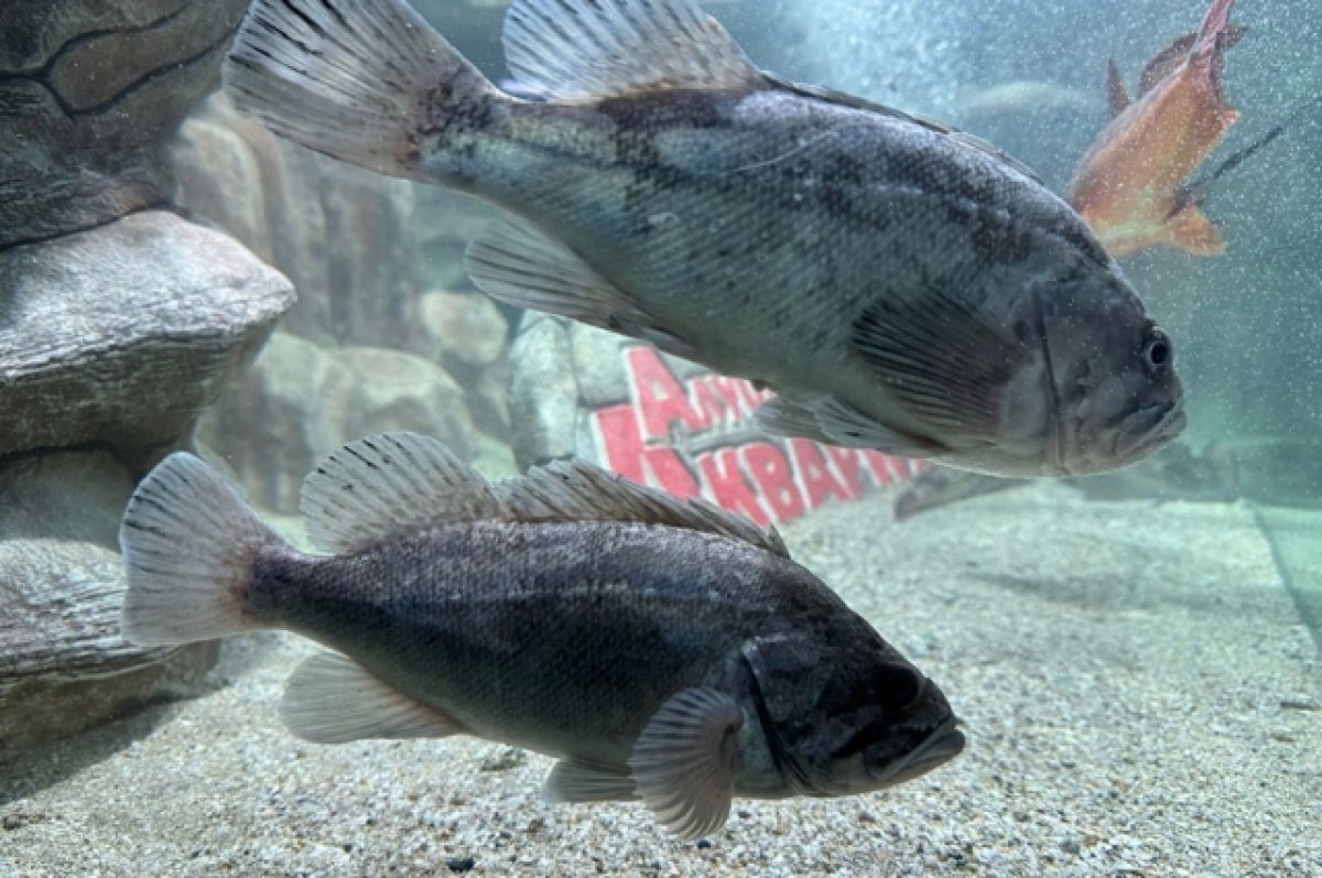    Корейский окунь, выловленный алуштинскими рыбаками, спровоцировал настоящую охоту за головой другой рыбы — групера.