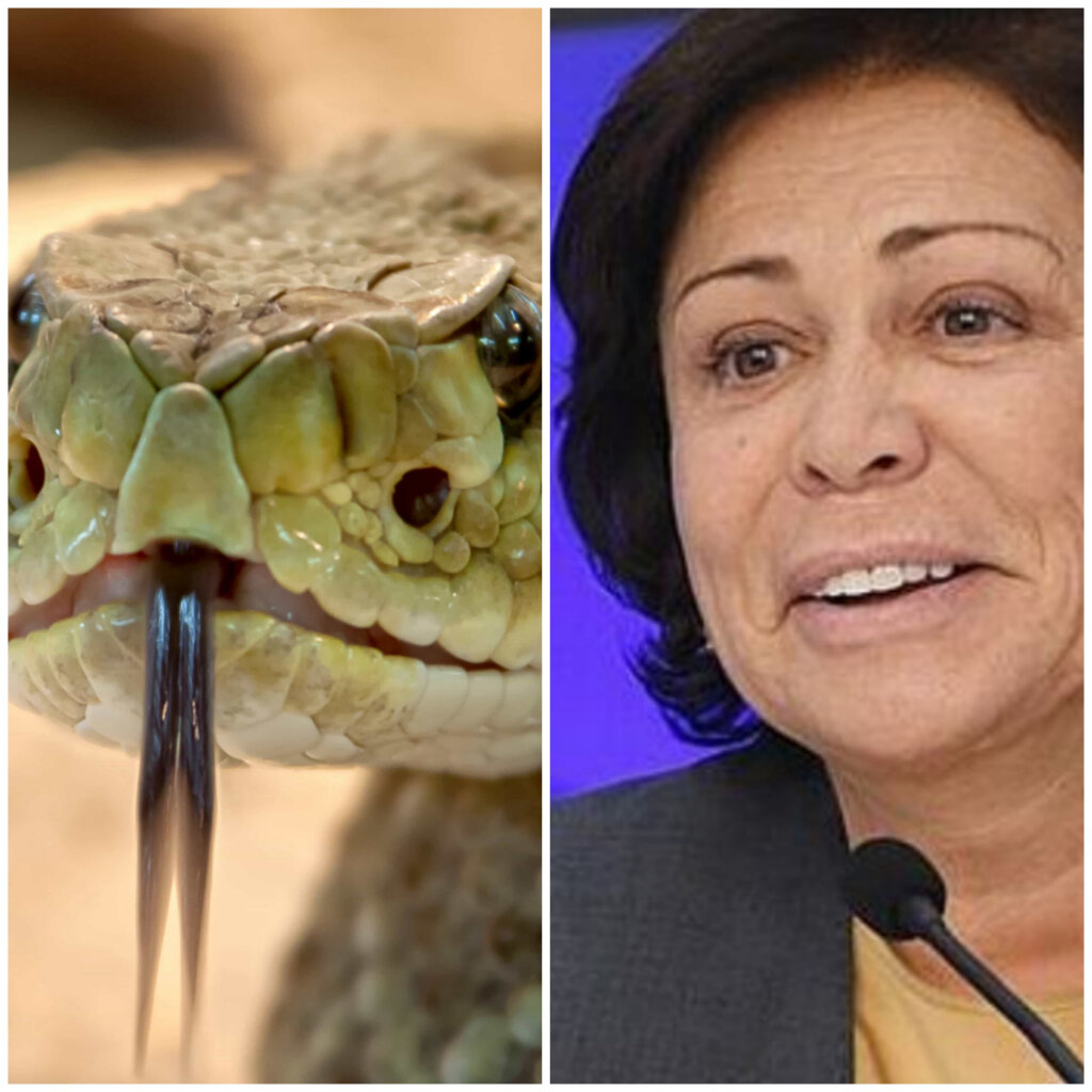 Использованы фотографии из открытых источников 