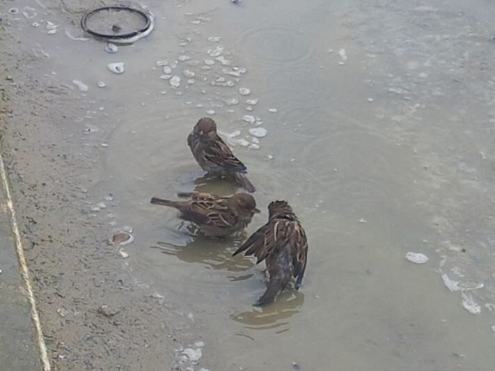    В Камышине прошла перепись воробьев (фото СНК "Улитка")