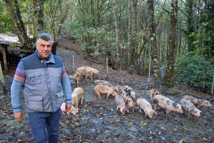    Органические свиньи занимаются горной агролесомелиорацией в Испании