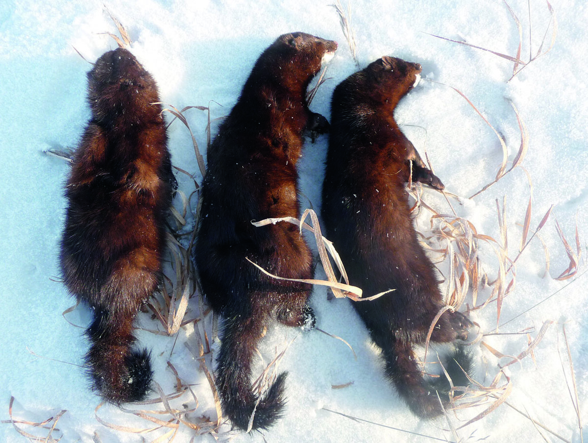 охотничья тропа 5. охотник со спины. охотничья тропа 5. фотоловушка мп100. охота по тропе.