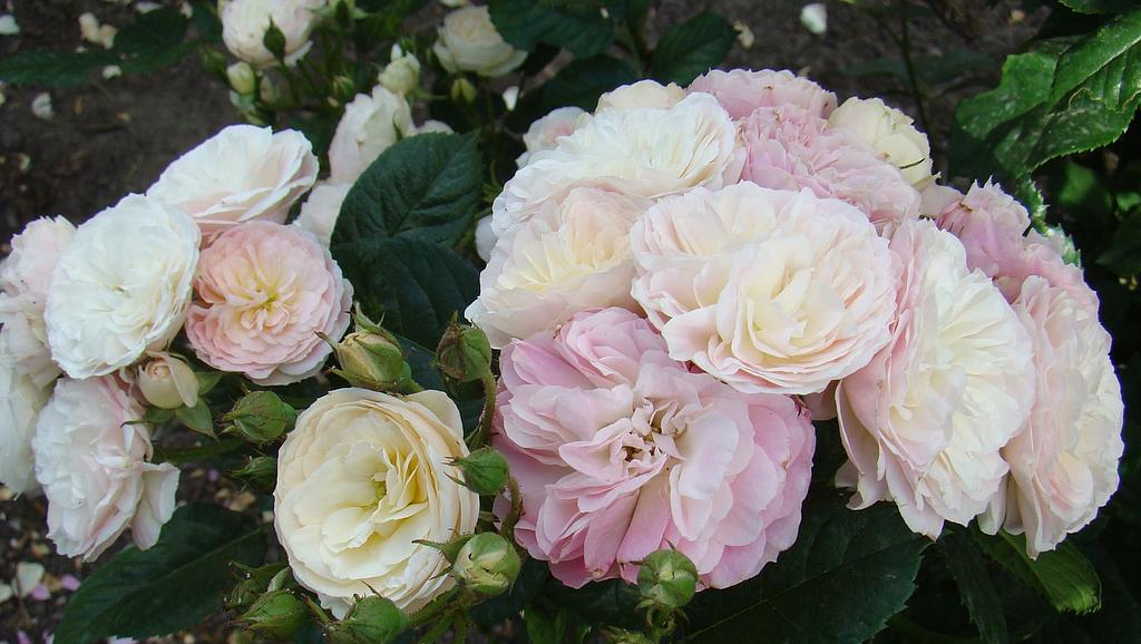 Bouquet Parfait, Lens Бельгия, 1989, Гибрид Moschata