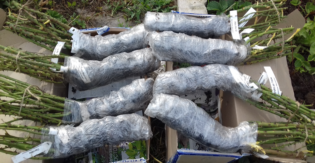 Bouquet Parfait, Lens Бельгия, 1989, Гибрид Moschata - получена вместе с другими саженцами по почте 7 апреля 2017г. (фото автора)