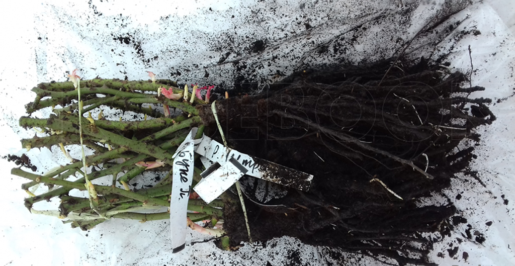 Bouquet Parfait, Lens Бельгия, 1989, Гибрид Moschata - верхи - корешки (фото автора)