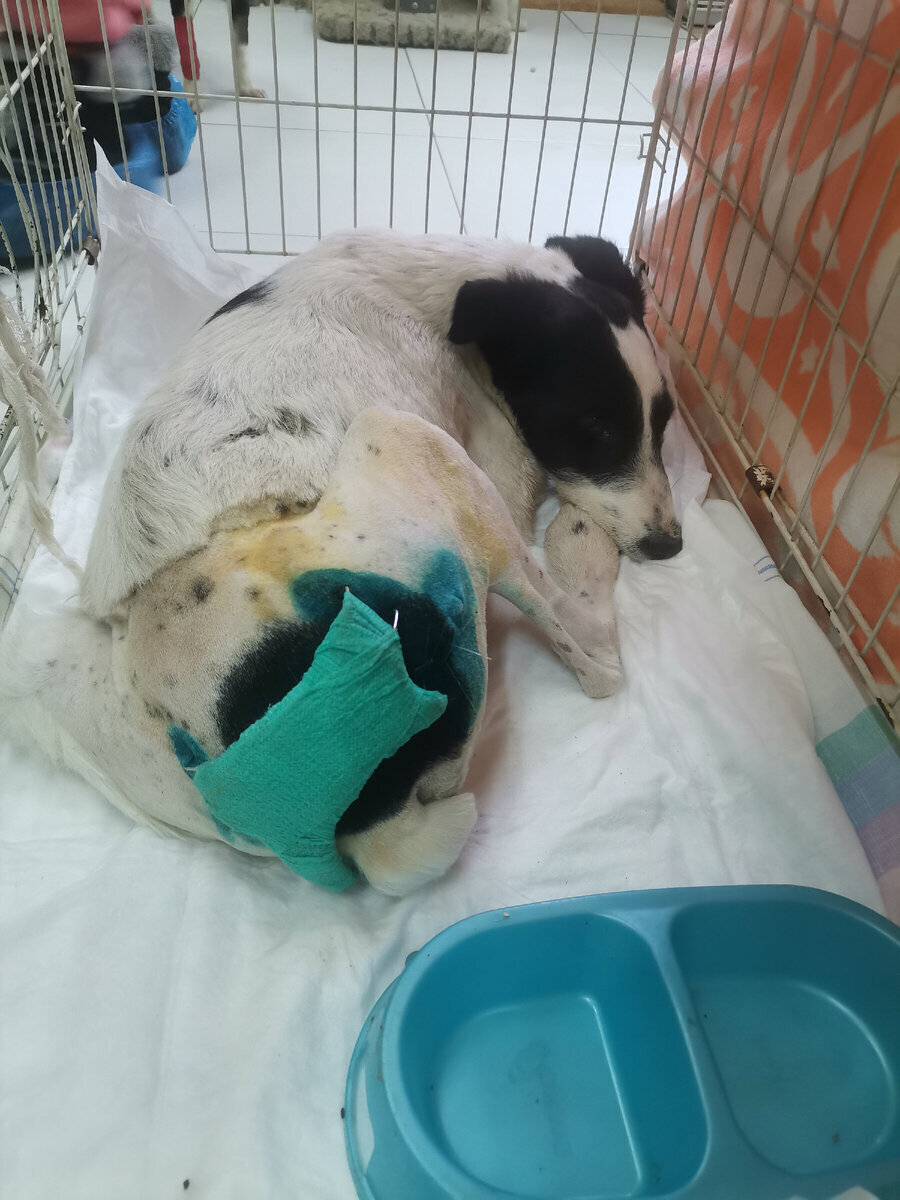 маленькие щенята новорожденные. новорожденные щенки хаски. милые щенки. маленькие щеночки. у собаки мало щенков.