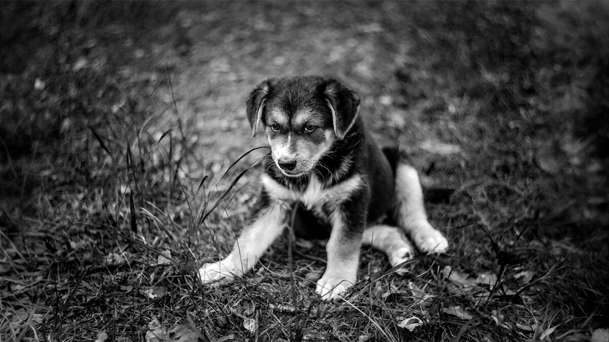 источник фото: img.fotokonkurs.ru