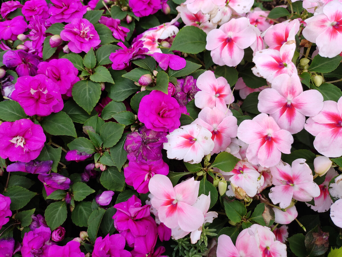 Солнцецвет однолетники. Эшшольция агератум рабатка. Однолетние двулетние и многолетние растения. 7 однолетних растений. 7 однолетних растений.