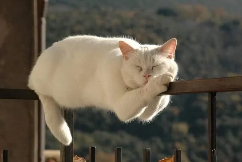    Мастерство баланса.