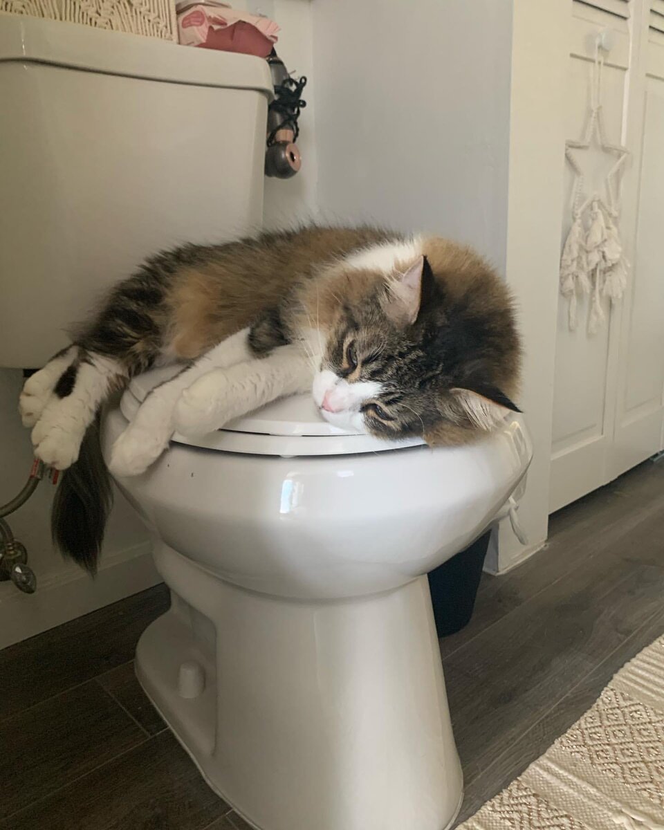    «Не только же двуногим часами здесь сидеть!»