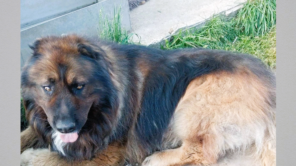 Е. Чарушин на нашем дворе иллюстрации. Как на нашем на дворе были. Как на нашем на дворе были. Коза е.