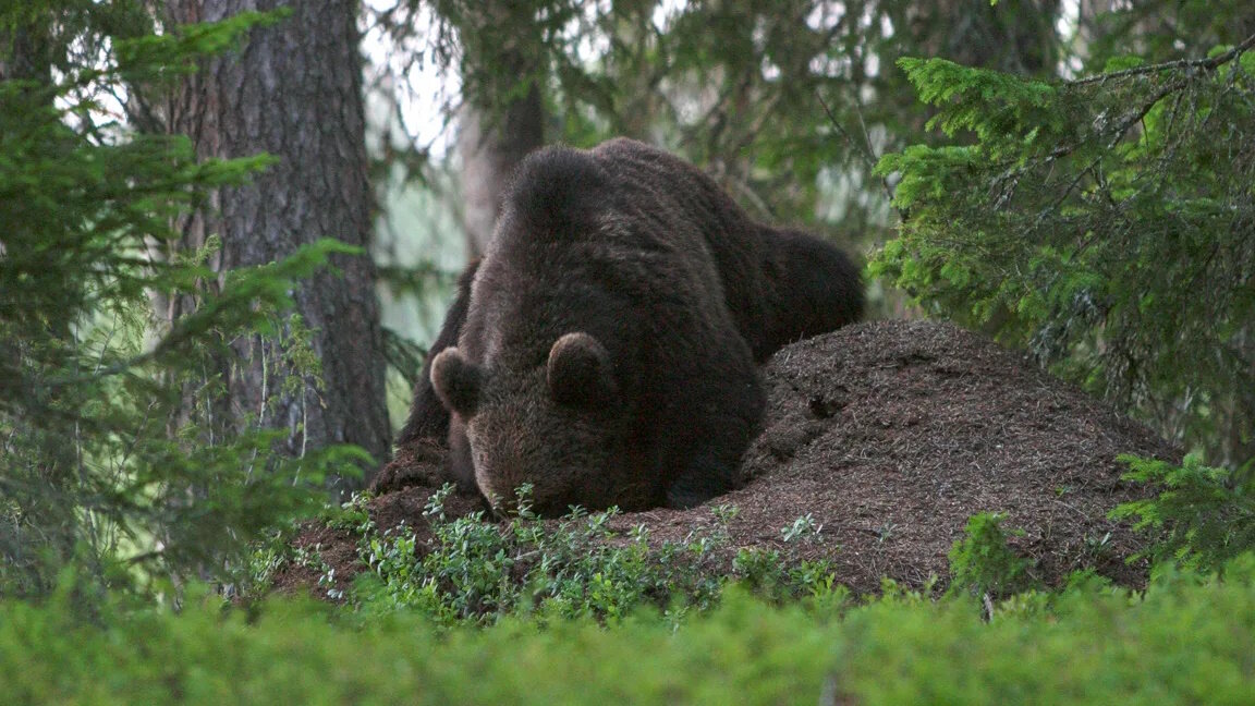 Медведь разоряет муравейник. Фото из открытых источников.
