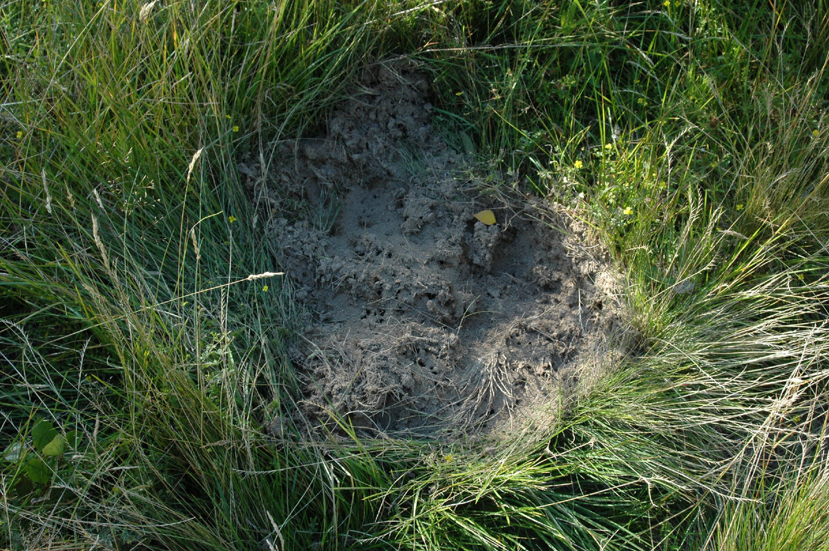 Гнездо черных садовых муравьев вскрытое медведем с целью добычи "муравьиных яиц"
