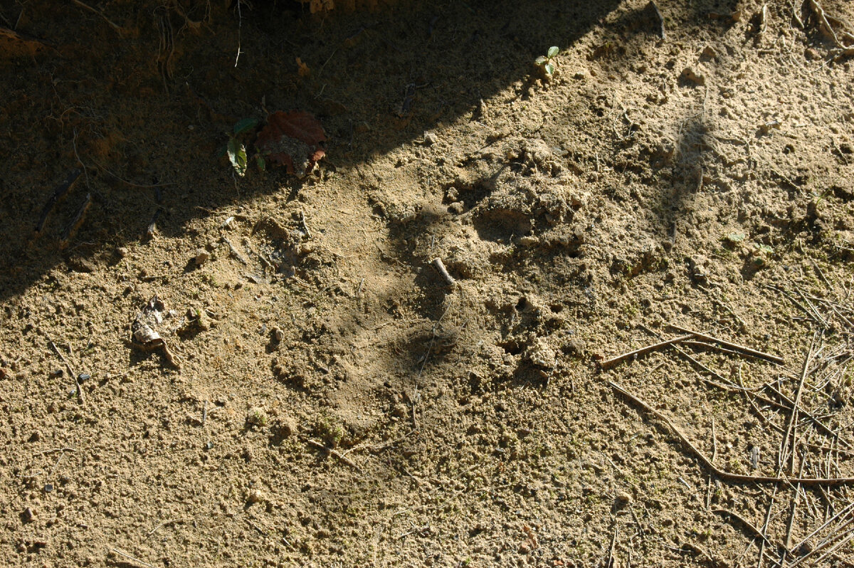 Медвежий след на песке неподалеку от вскрытых гнезд черных садовых муравьев.