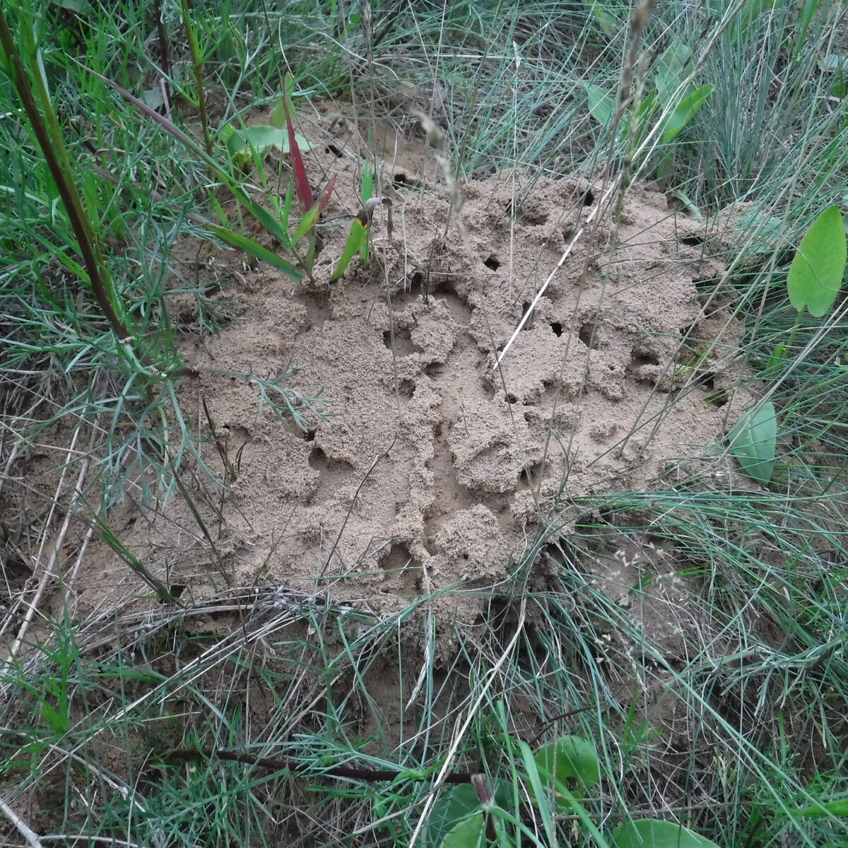 Гнездо черных садовых муравьев на лугу. 