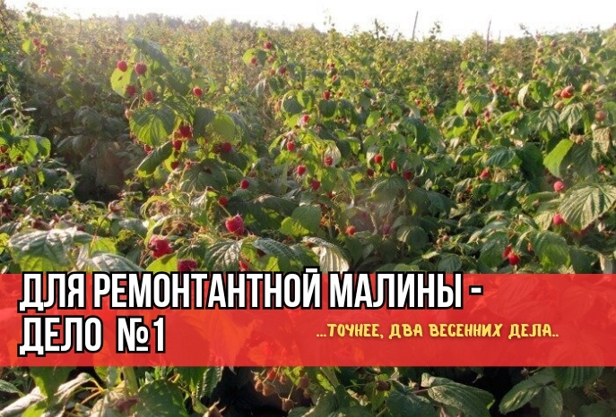 Ремонтантная малина весной: как ускорить созревание на 2-3 недели - 2 совета агрономов. И чтобы крупных ягод было больше. И для сладости