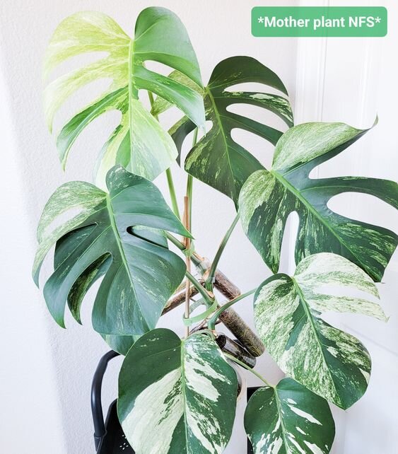 Monstera Mint. Фото: pinterest.com