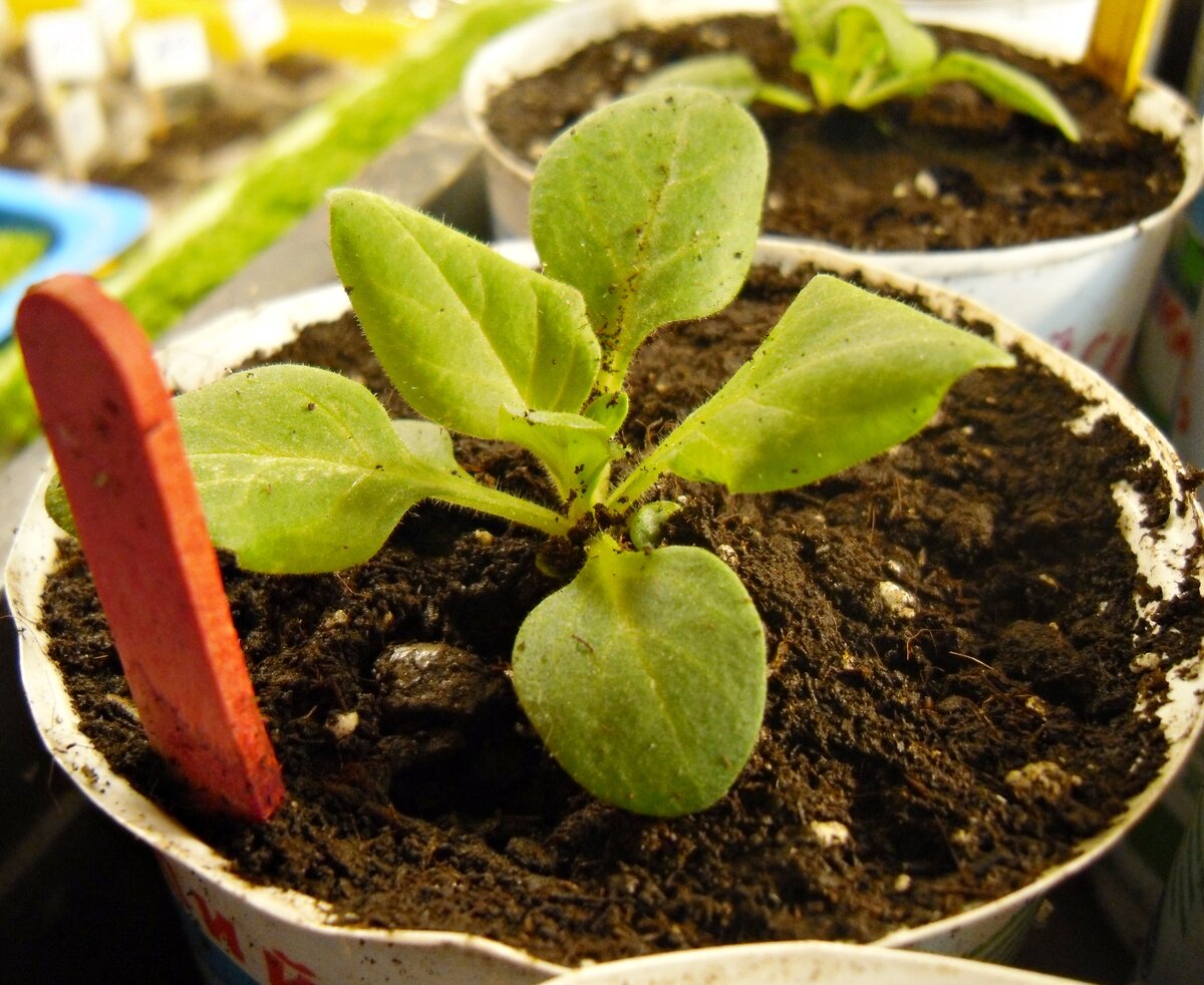 петуния пикировка рассады. ампельная петуния всходы рассада. петуния посадка пикировка рассады. пикирование рассады петунии. петуния цветы баскин роббинс.