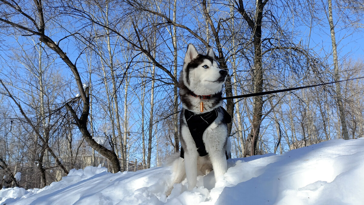 Хаски по имени Мани. Покоряет сугробы в городе