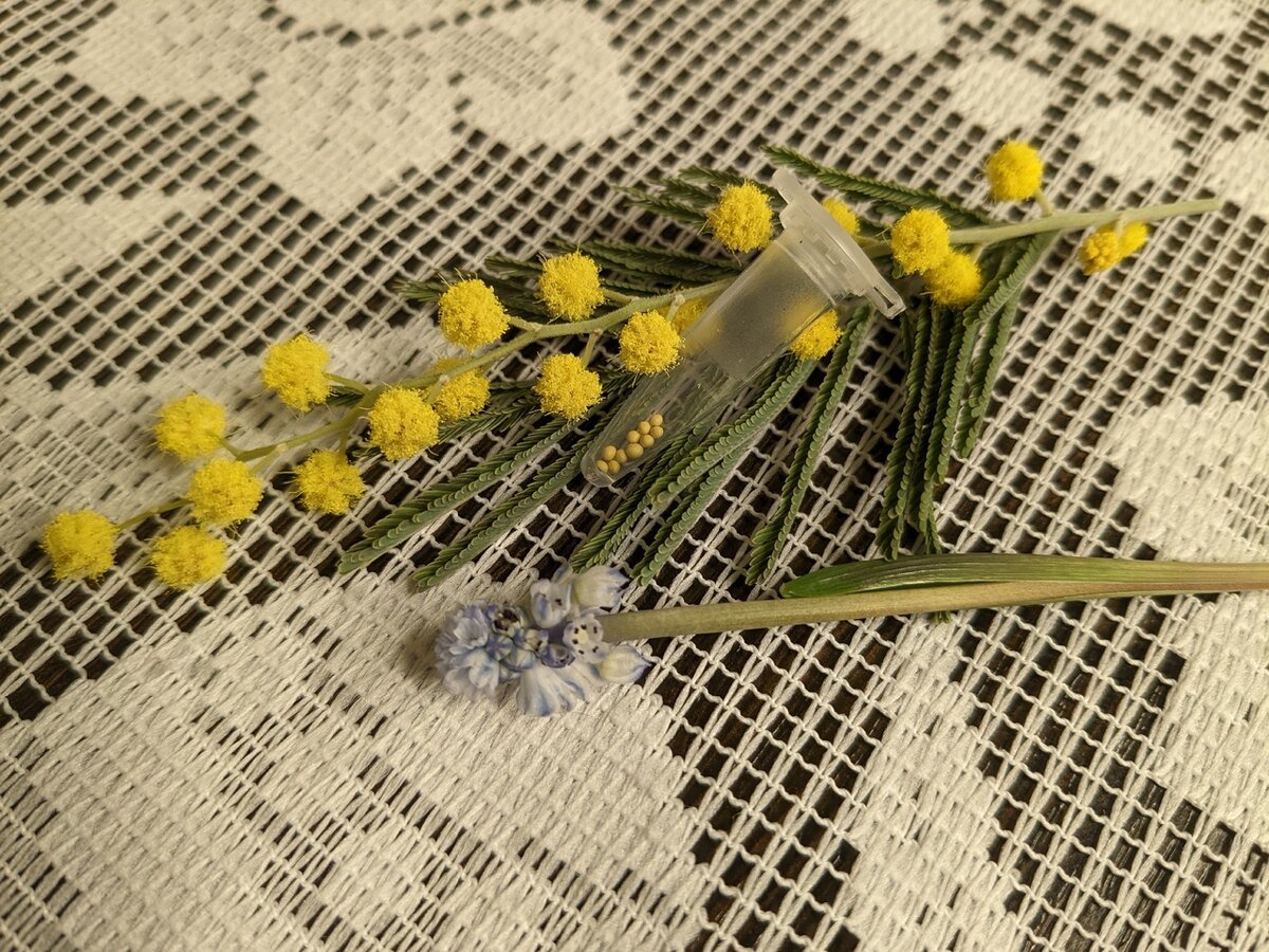 Профессиональные семена лобелии сорт F1 Regata Midnight Blue, посев 9 марта