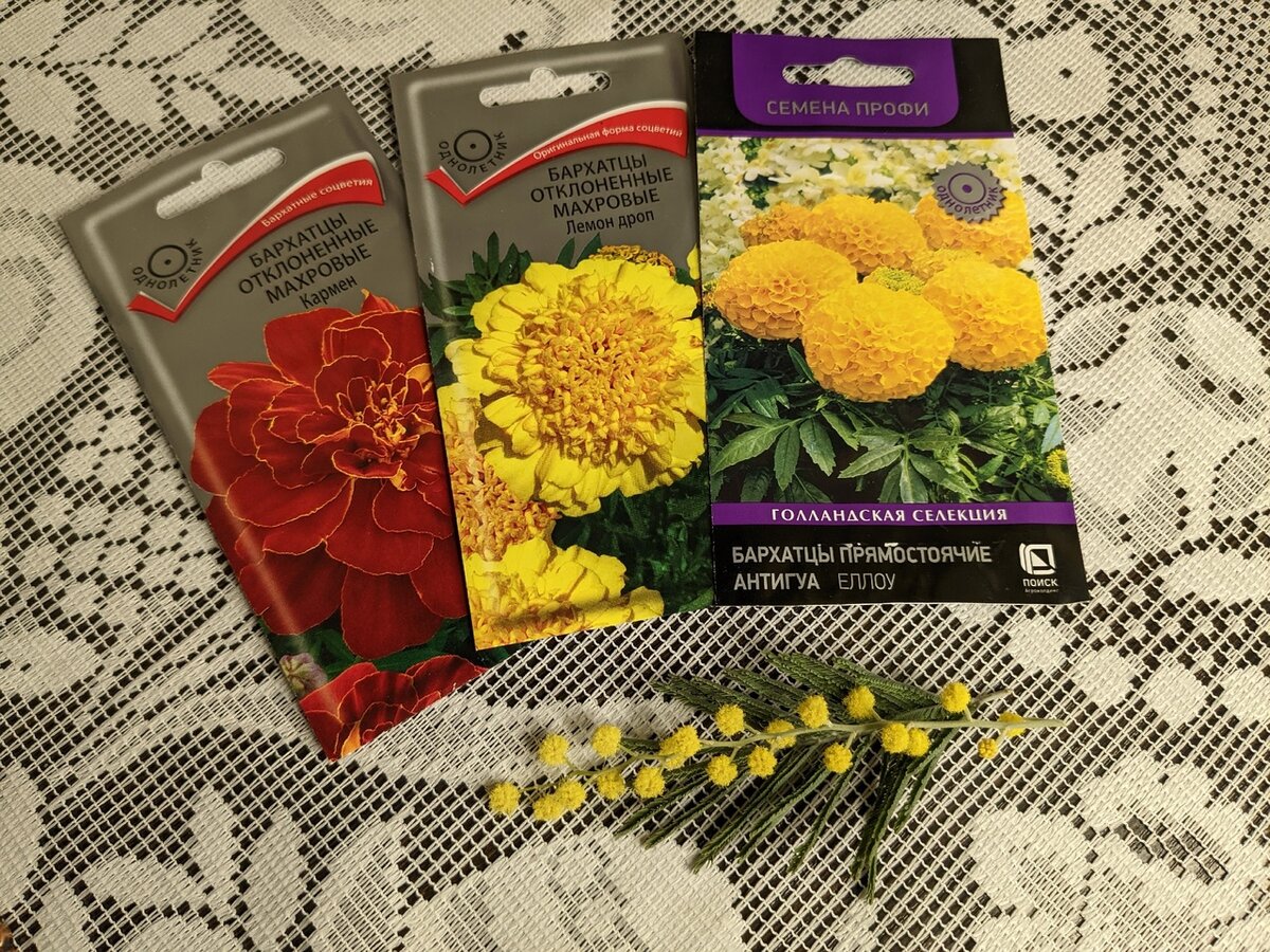 Бархатцы были посеяны 9 марта