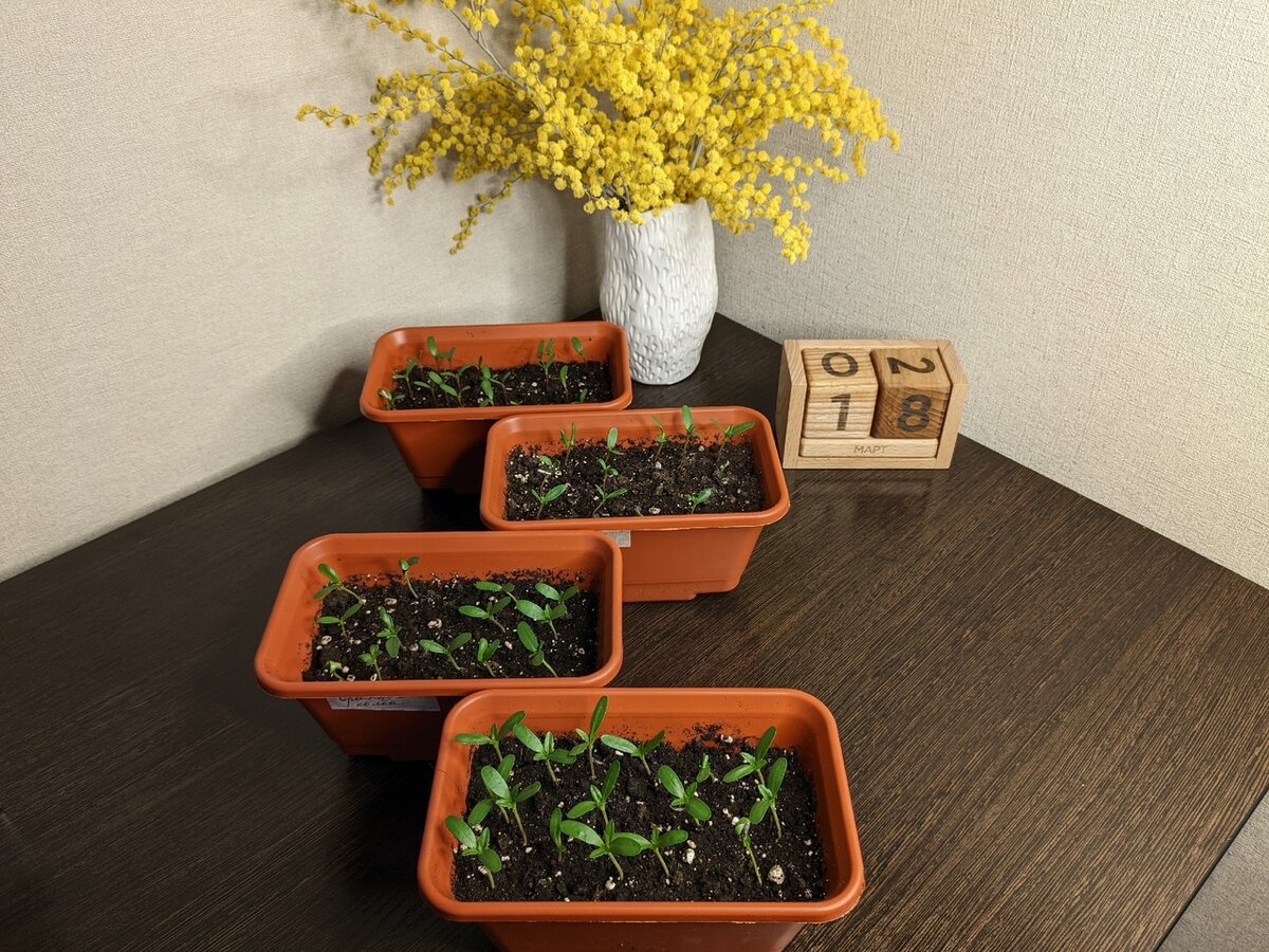 Всходы бархатцев по состоянию на 18 марта