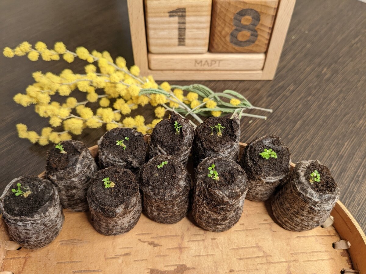 По состоянию на 18 марта взошло 10 из 10