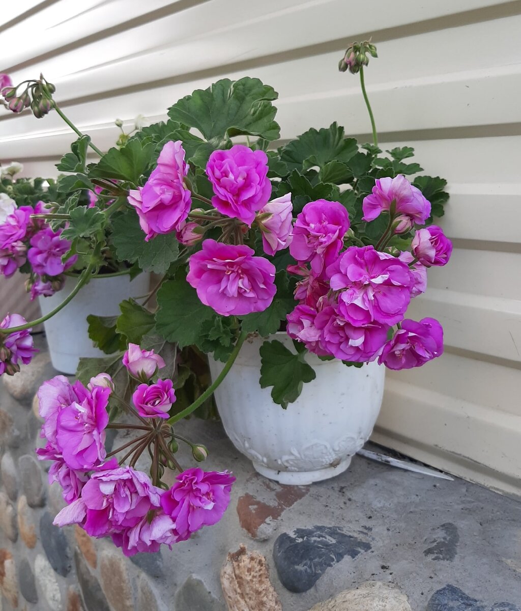 Вот так должна выглядеть герань Ю Сиреневый Туман. Фото из свободных источников