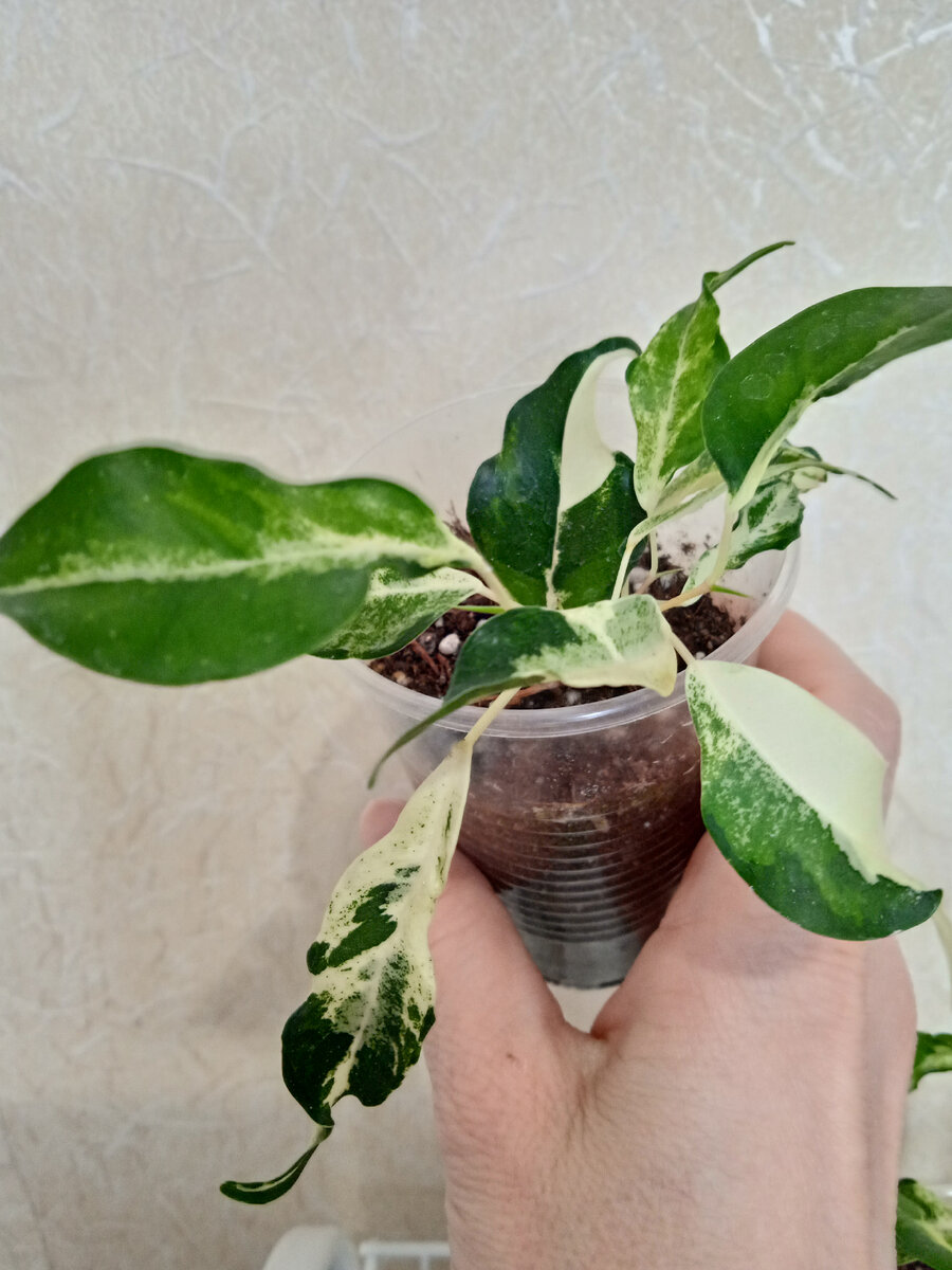 Фикус Кёрли