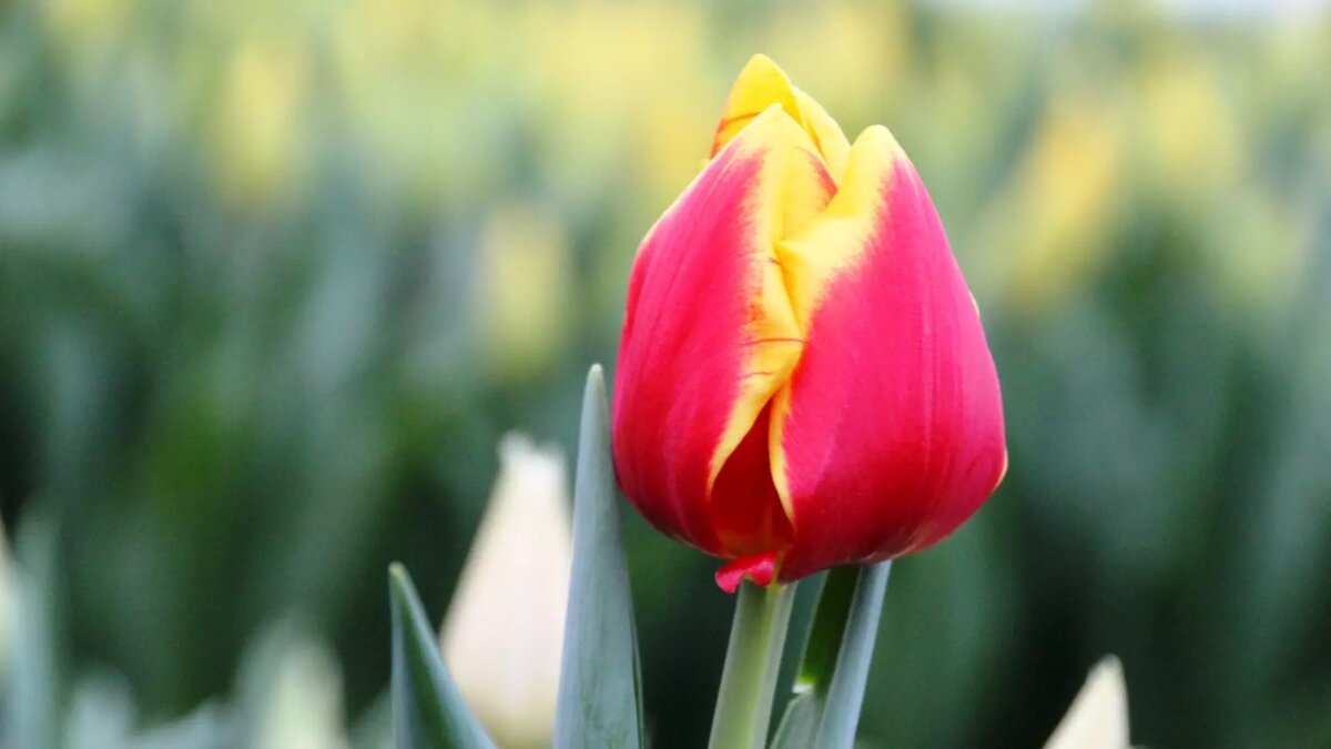     С помощью водки, отбеливателя или уксуса можно сделать так, чтобы подаренный букет на 8 Марта простоял дольше. NewsNN собрал несколько лайфхаков, следуя которым цветы не завянут через пару дней и будут радовать глаз дольше.