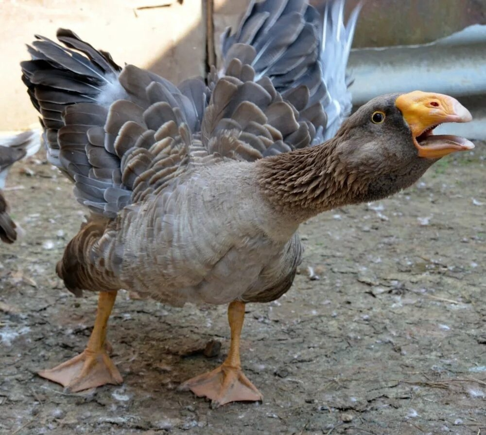 Что ты там про мой нос сказал? А ну-ка подошёл сюда! 