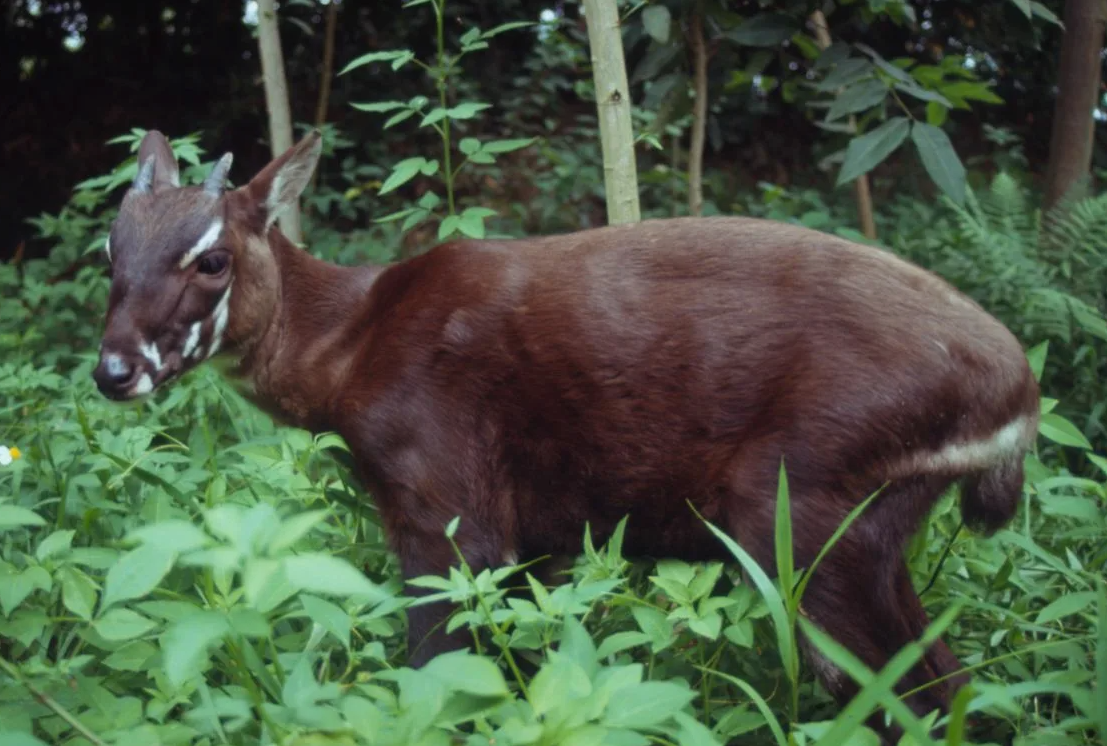 Соала (Pseudoryx nghetinhensis)