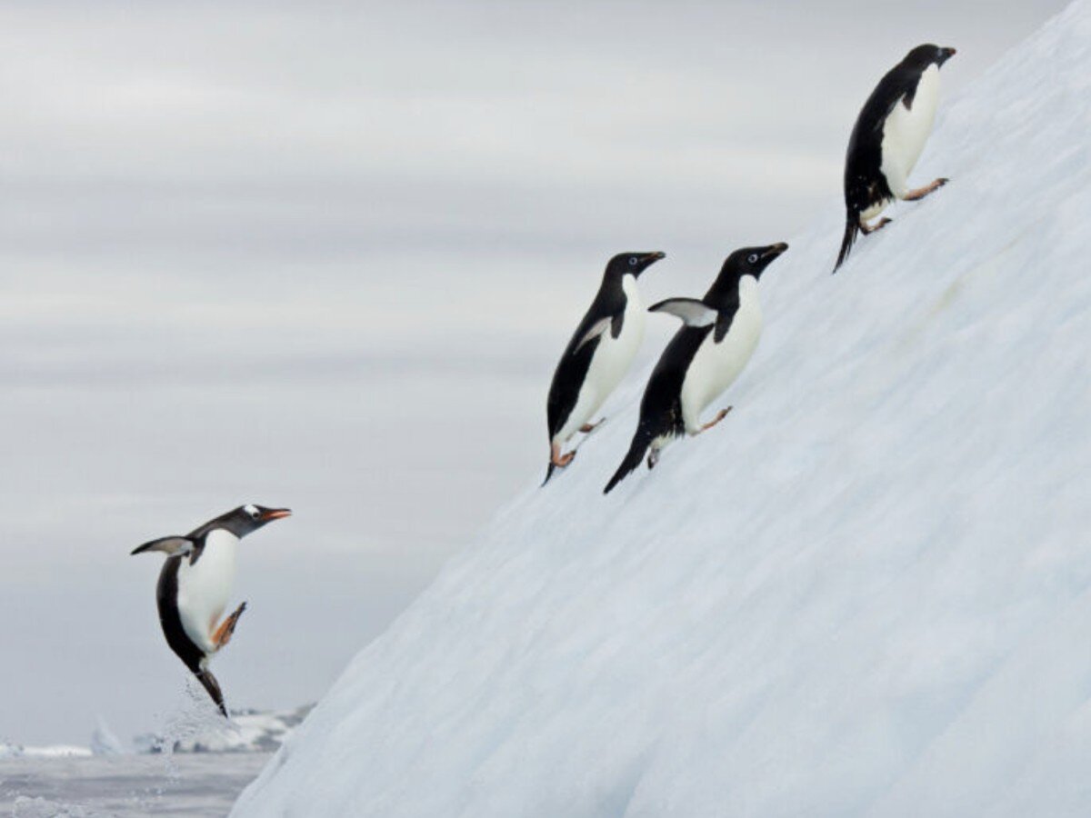    Доля компьютеров на Linux достигла исторического максимума