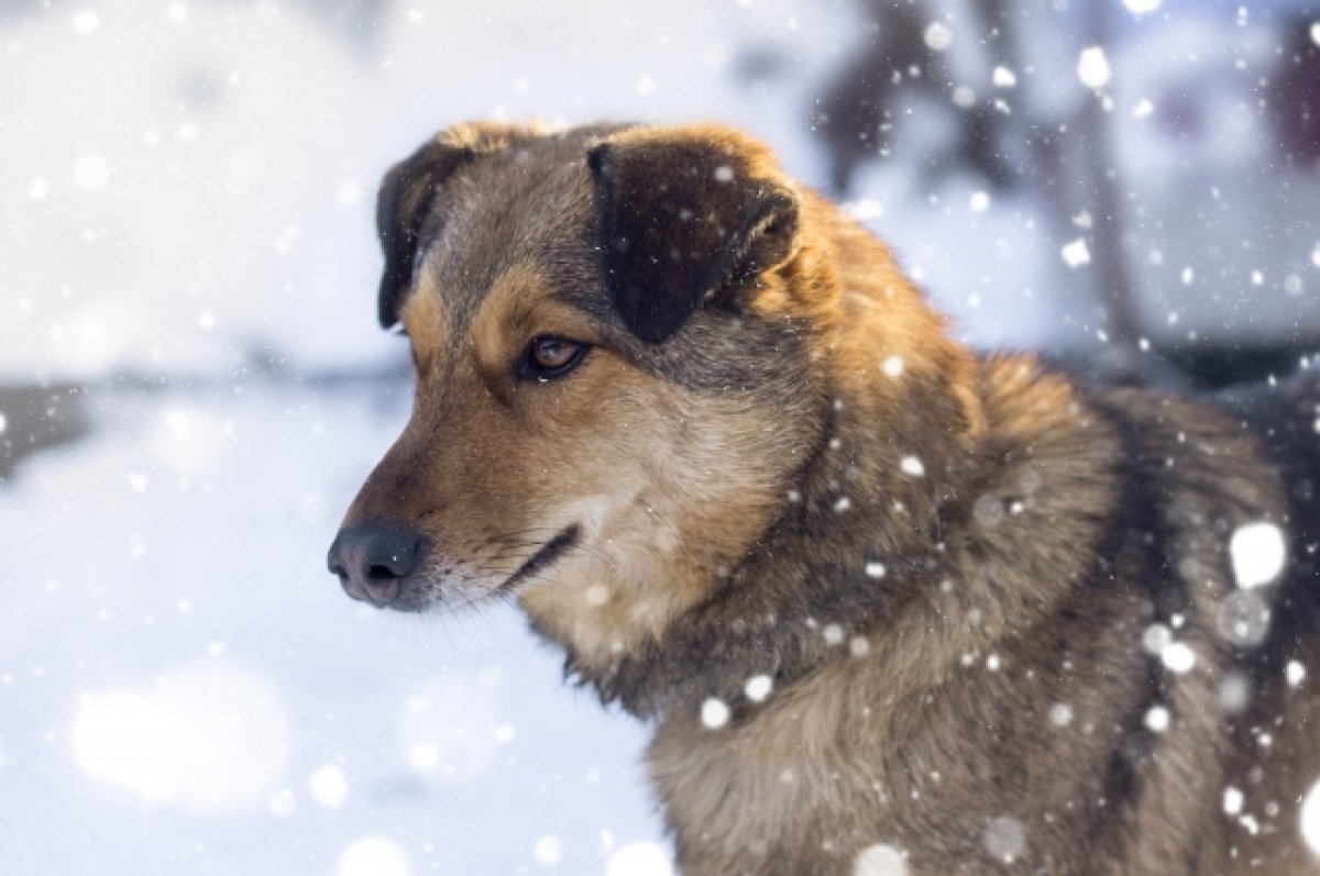    159 тыс. руб. планируют потратить на отлов бродячих животных в Заречном